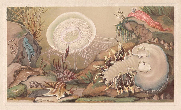 Sea snails, lithograph, published in 1868