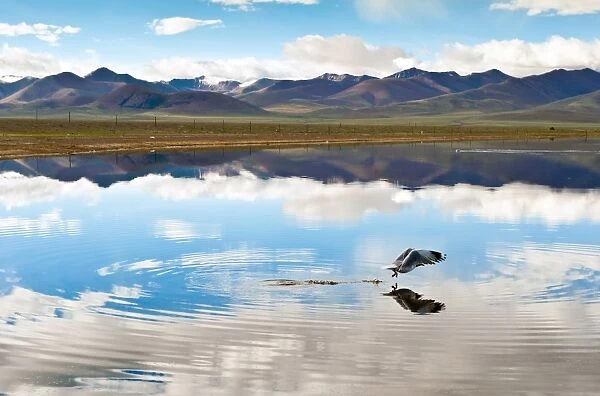 Seagull flying over Namtso lake, Tibet