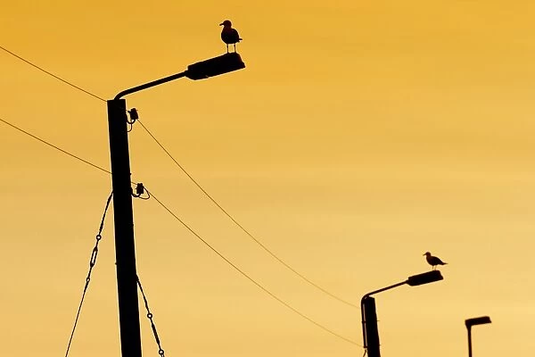Seagulls on power poles, Vioareioi, Viooy, Faroe Islands, Denmark