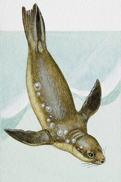 Seal, diving