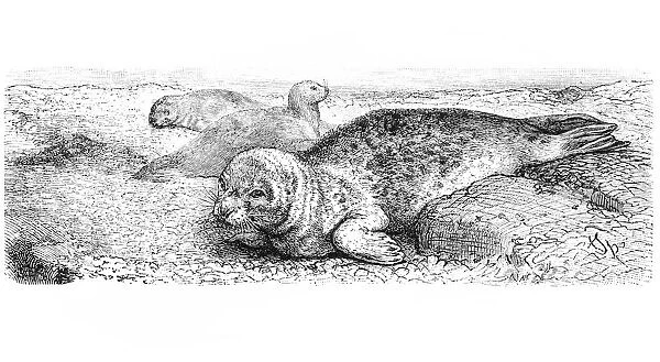 Seal (Phoca Vitulina)