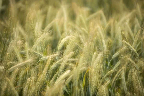 Semi-mature barley field -Hordeum vulgare-, Baden-Wuerttemberg, Germany, Europe