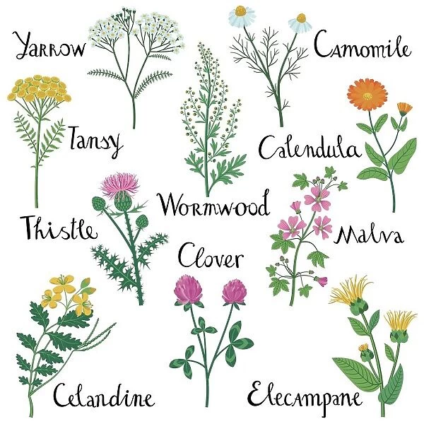 Set of Wild Herbs used in Medicine Illustration