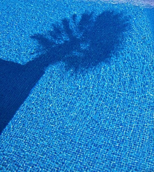 Shadow of a palm tree in a pool