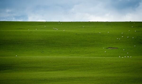 Sheep herd on big grass field