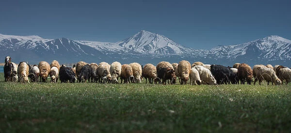 Sheep Herd on a green grass landscpae