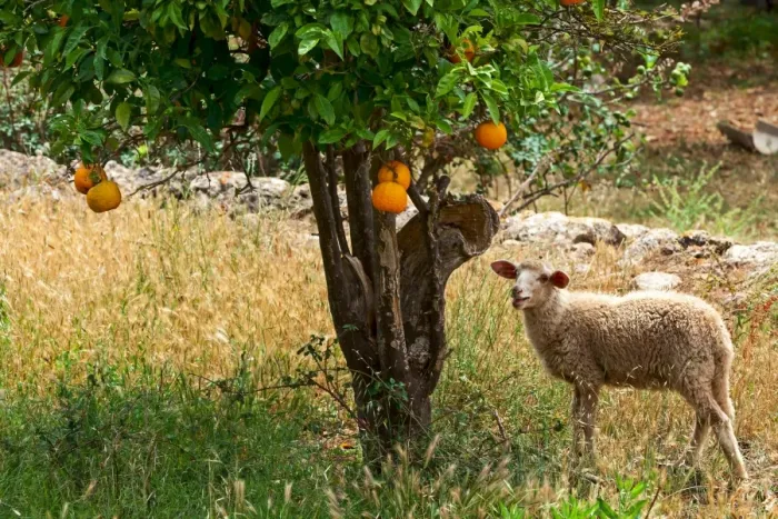 Framed Print : Sheep Print under an Orange Tree in Soller, Majorca Framed Print : Sheep Print under an Orange Tree in Soller, Majorca