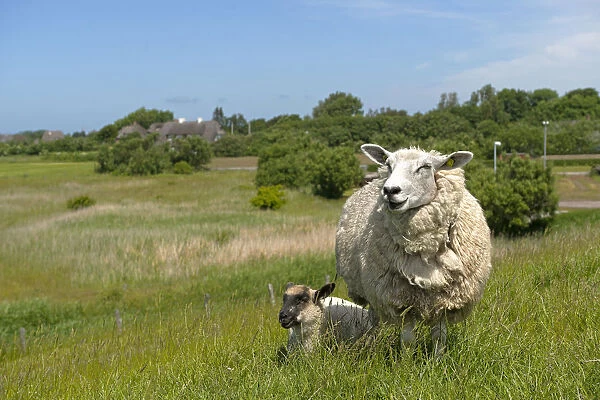 Sheep -Ovis orientalis aries-, female with lamb standing on a dike, near Osterende, Sylt, Schleswig-Holstein, Germany