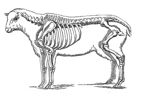 Sheep skeleton