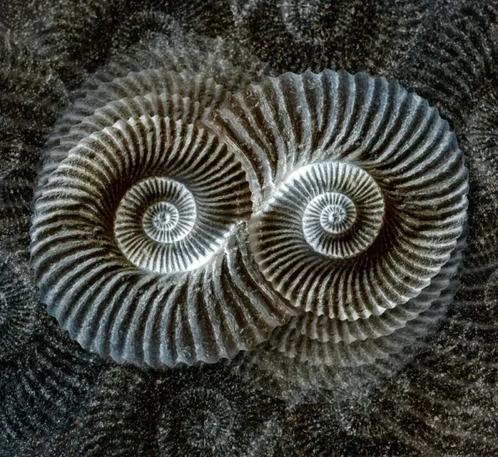 Framed Print : Shell Fossil Print with Sand Texture Framed Print : Shell Fossil Print with Sand Texture