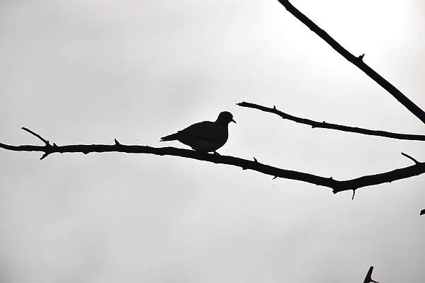 Silhouetted Ring-necked dove on branch against overcast grey sky, Pilanesberg National Park, South Africa