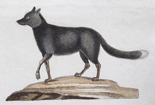 Silver fox, (Canis argentatus), hand-coloured copperplate engraving by Friedrich Justin
