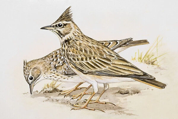Skylark (Alauda arvensis), two birds standing side by side, one of them pecking, side view