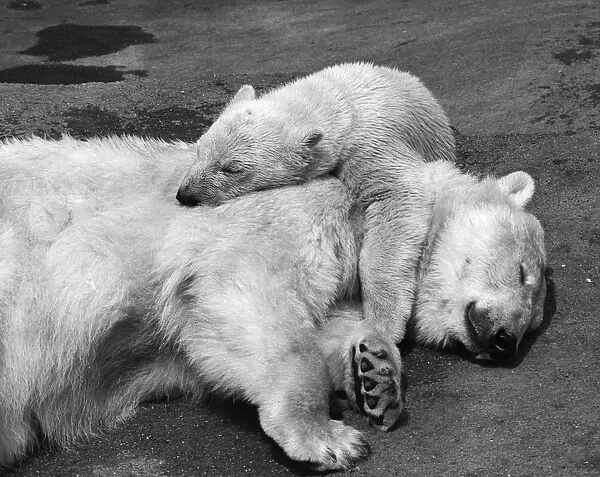 Sleepy Bears