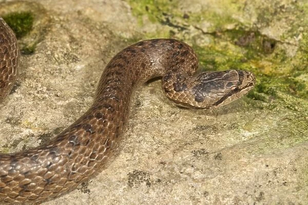 Smooth snake -Coronella austriaca-, Baden-Wurttemberg, Germany