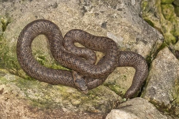 Smooth snake -Coronella austriaca- sunbathing, Baden-Wurttemberg, Germany