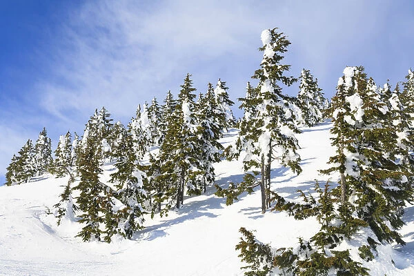 Snow-capped trees on sunny day, Mt, Washington Ski Resort bordering Strathcona Provincial Park, Vancouver Island, British Columbia, Canada