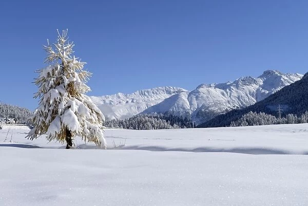 Snow-covered Larch -Larix- in a fresh snow-covered landscape, Silvaplana, Engadine, Grisons, Switzerland, Europe