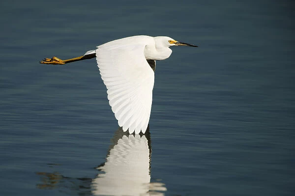 Snowy egret in flight