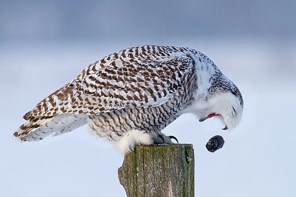 Snowy owl with pellet