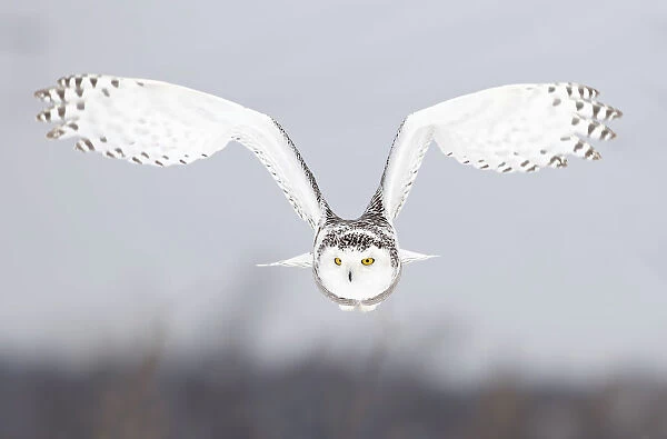snowy-owl, white owl, outdoor, cold, snowy, feathers, nobody, ontario, light, female