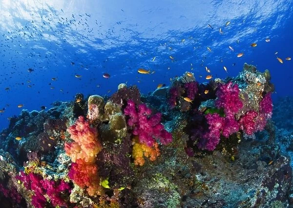 Soft corals on shallow reef, Fiji