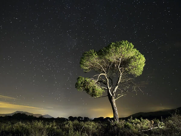 Solitary pine in the mountain a starry night