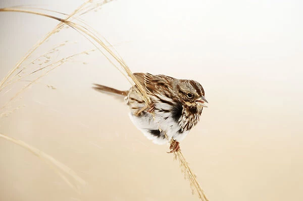 Song sparrow in winter grassland habitat