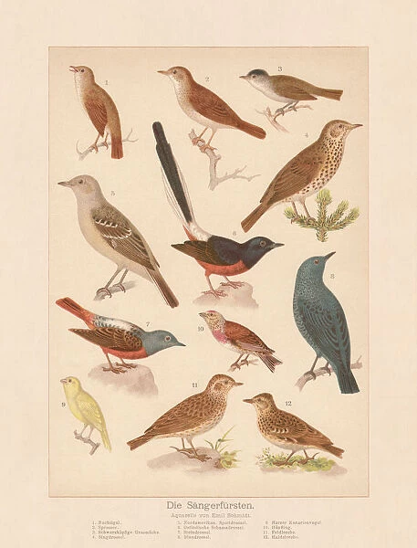 Songbirds, chromolithograph, published in 1888