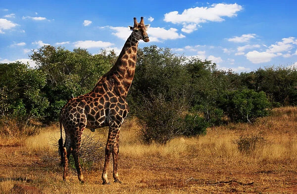 South African Giraffe, Kruger National Park, South Africa