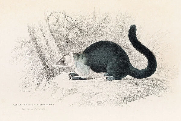 South American coati engraving 1855