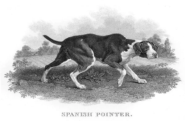 Spanish Pointer engraving 1812