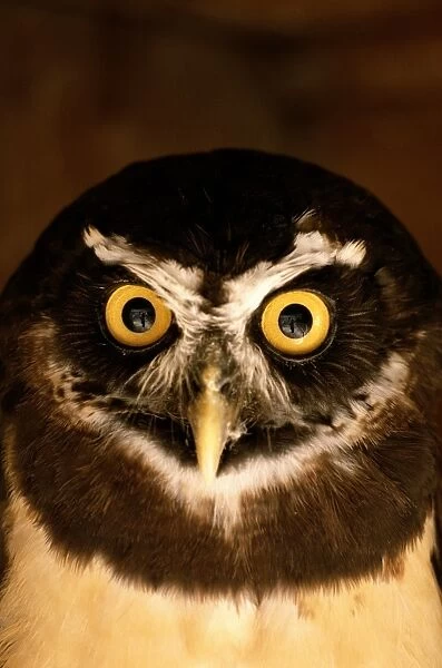 Spectacled owl (Pulsatrix perspicillata), close-up