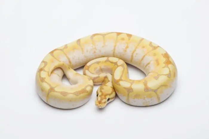 Framed Print : Male Spider CG Ball Python Print Framed Print : Male Spider CG Ball Python Print