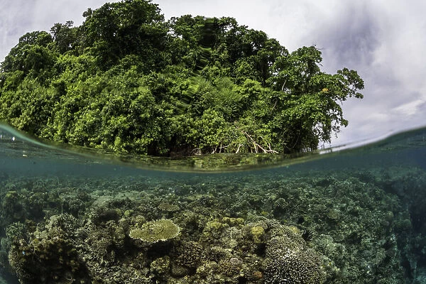 Split shot of coral reef and mangrove forest, Kimbe Bay, Papua New Guinea