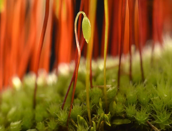 Sporophyte of Creeping feather-moss -Amblystegium serpens-, Stuttgart, Baden-Wurttemberg, Germany
