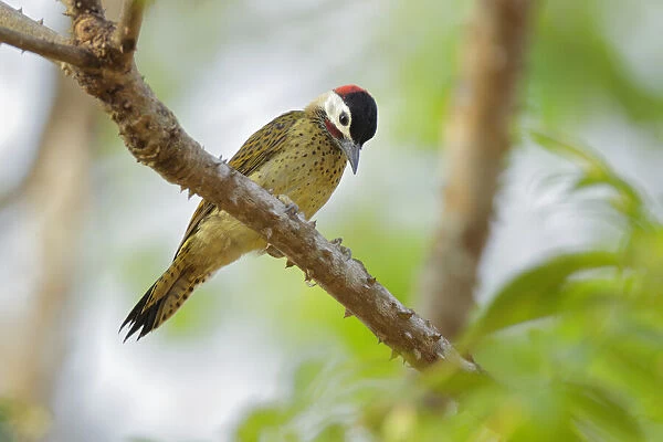 Spot-breasted Woodpecker (Colaptes punctigula)