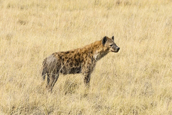 Spotted Hyena -Crocuta crocuta- standing in dry grass, Etosha National Park, Namibia