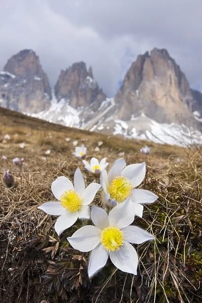 Spring Pasque flowers -Pulsatilla vernalis, Anemone vernalis- on the Plan da Cuzin below the peak of Langkofel or Sassolungo, Dolomites, Italy, Europe
