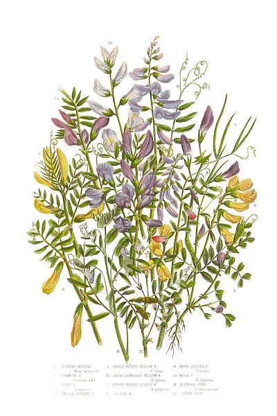 Spring Vetch, Vicia, and Wood Bitter Victorian Botanical Illustration
