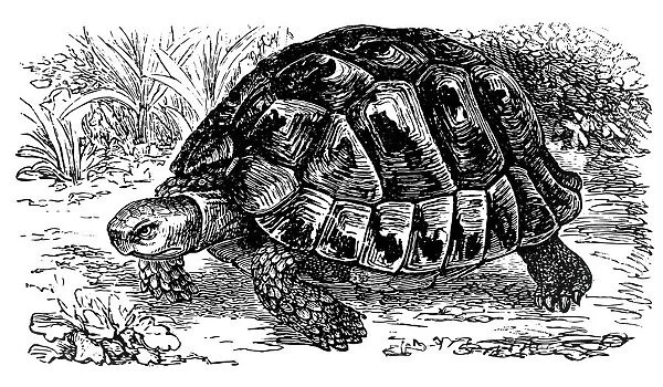 Spur-thighed tortoise (Testudo Graeca)