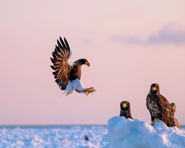 Stellers sea eagle landing