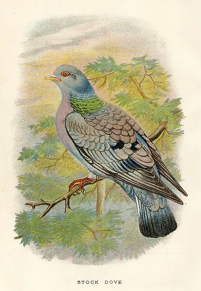 Stock dove birds from Great Britain 1897
