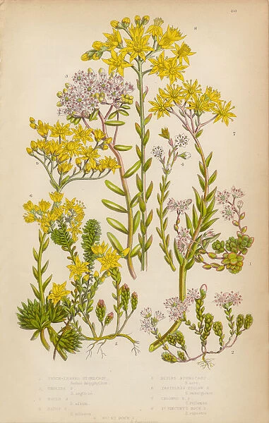 Stonecrop, English Stonecrop and White Stonecrop, Victorian Botanical Illustration