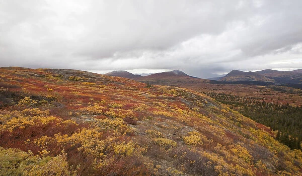 Subalpine tundra, Indian summer, autumn, near Fish Lake, Yukon Territory, Canada