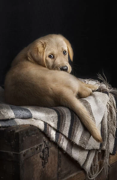 Summer. Studio photography of a Labrador retriever puppy