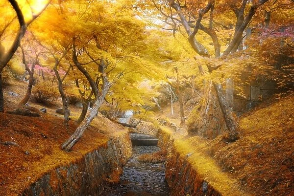 sun light ray through golden leaves foliage in autumn