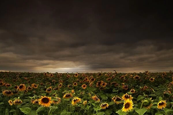 Sunflower field at dusk, near Erfurt, Thuringia, Germany, Europe