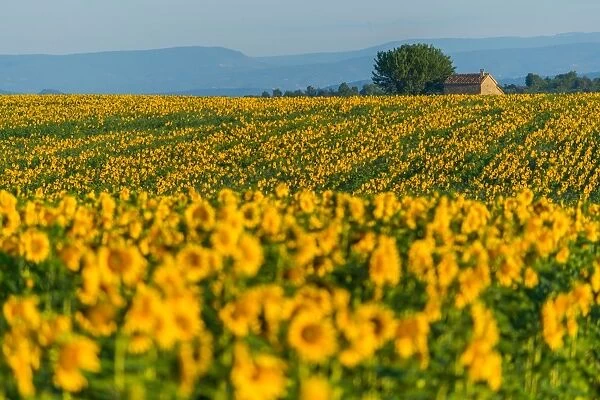 Sunflower Fields in France
