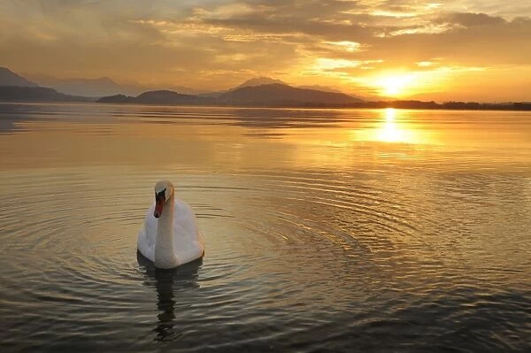 Sunset on Lake Zug with mute swan -Cygnus olor-, Canton of Zug, Central Switzerland, Switzerland, Europe